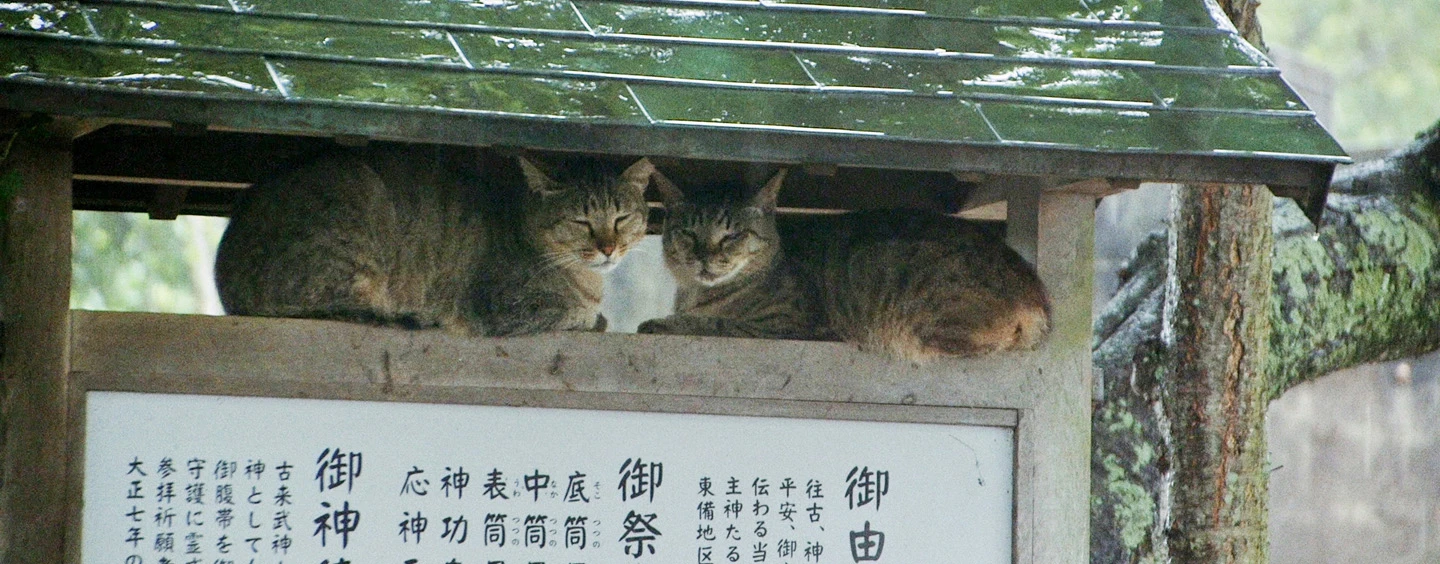 THE CATS OF GOKOGU SHRINE